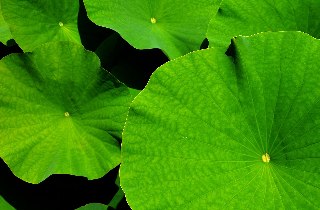 water lotus photo