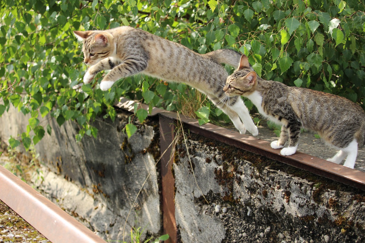cat jump photo